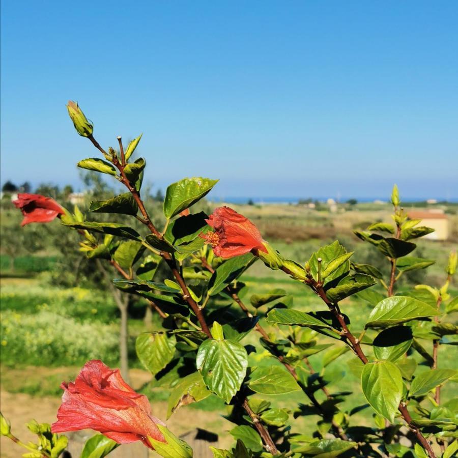 Azienda Agrituristica Baglio Carta Balestrate Dış mekan fotoğraf