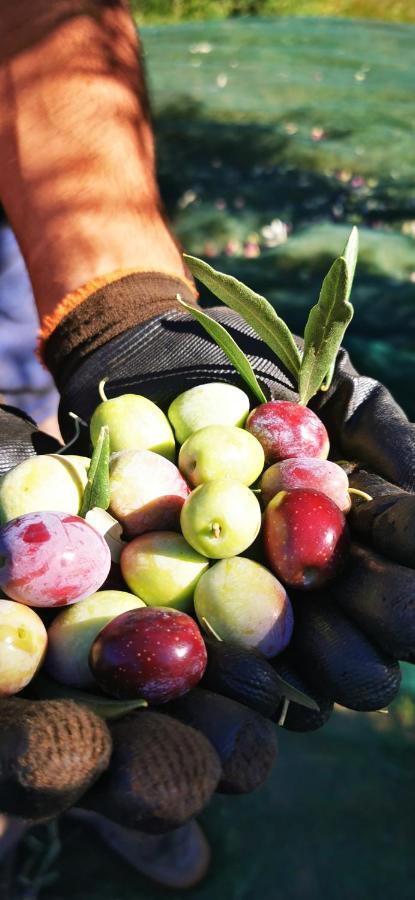 Azienda Agrituristica Baglio Carta Balestrate Dış mekan fotoğraf